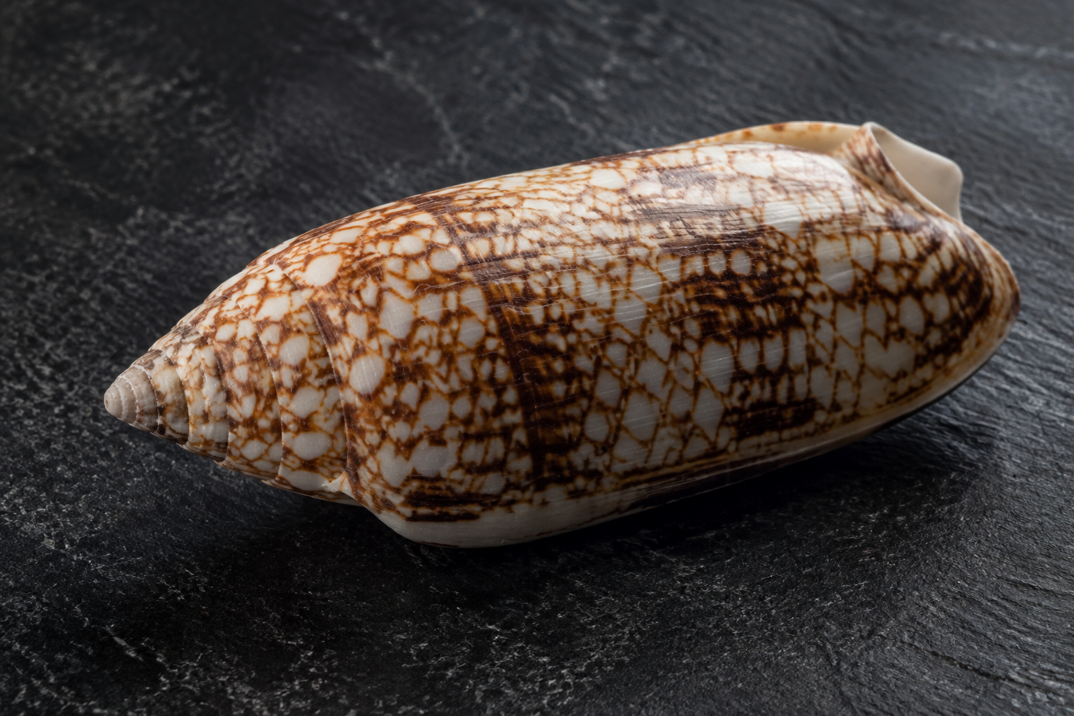 Photorealistic editorial illustration of a cone snail shell with intricate cream and brown pigmentation on dark stone.